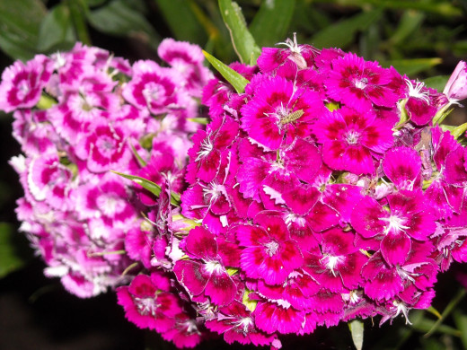 397959 (a): :1600x1200
